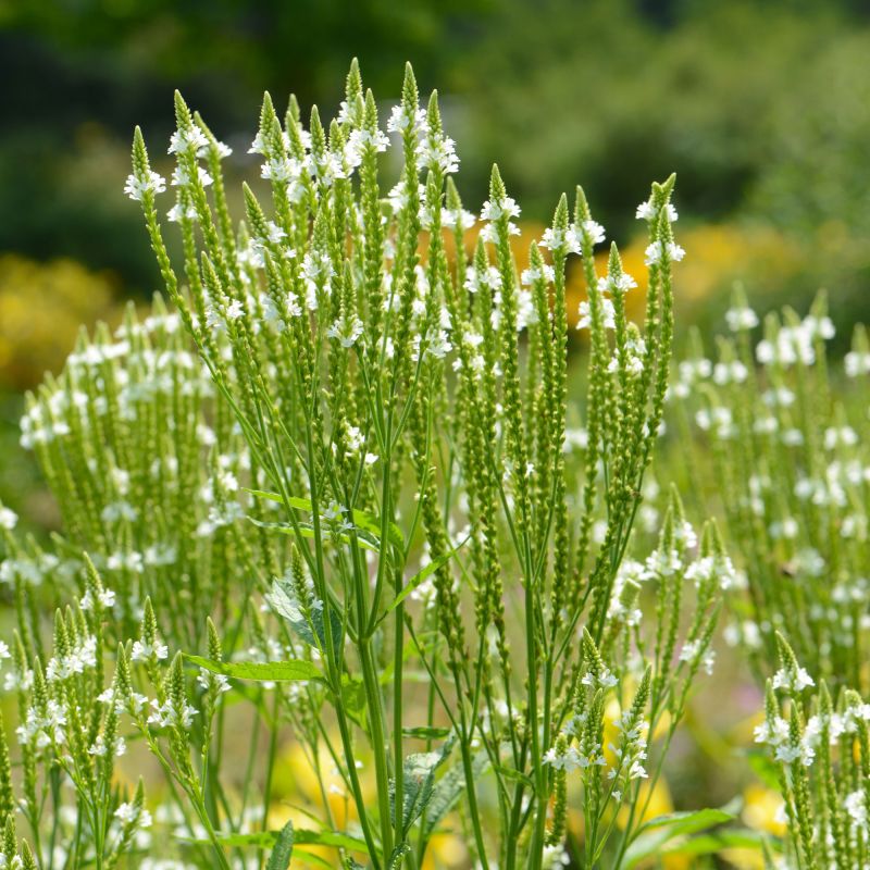 Verbena Hastata White Spires Perennial Hero