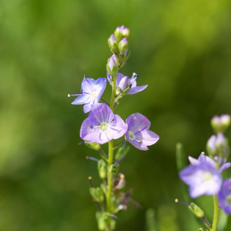 Veronica Austriaca Perennial Hero
