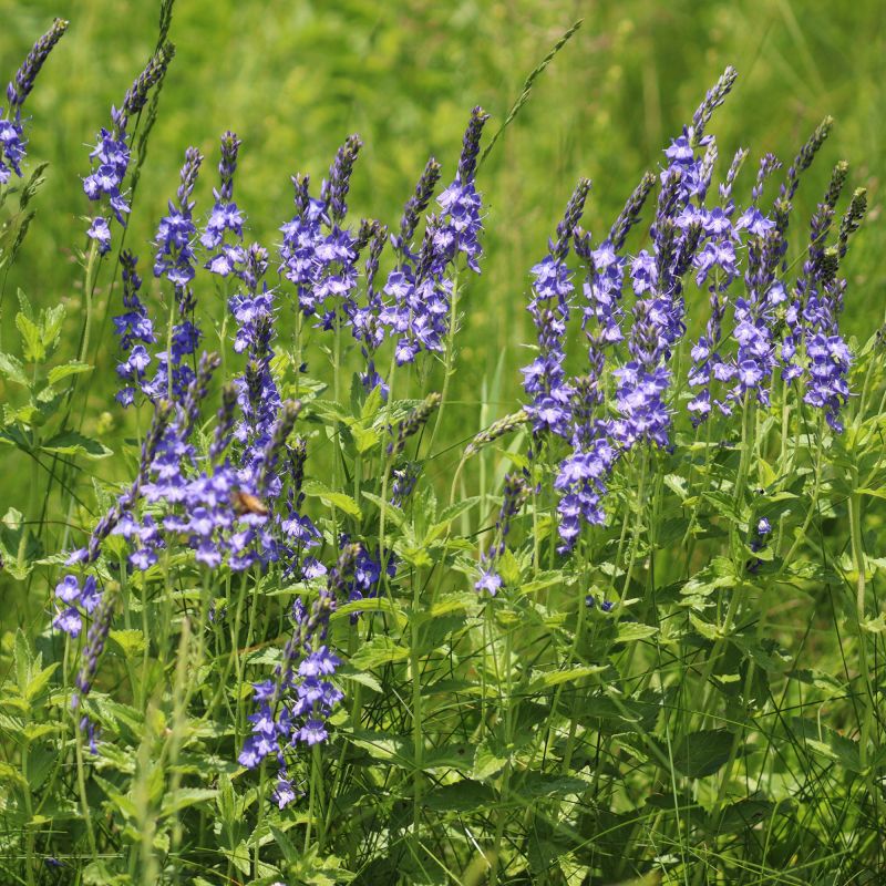 Veronica Austriaca Shirley Blue Perennial Hero