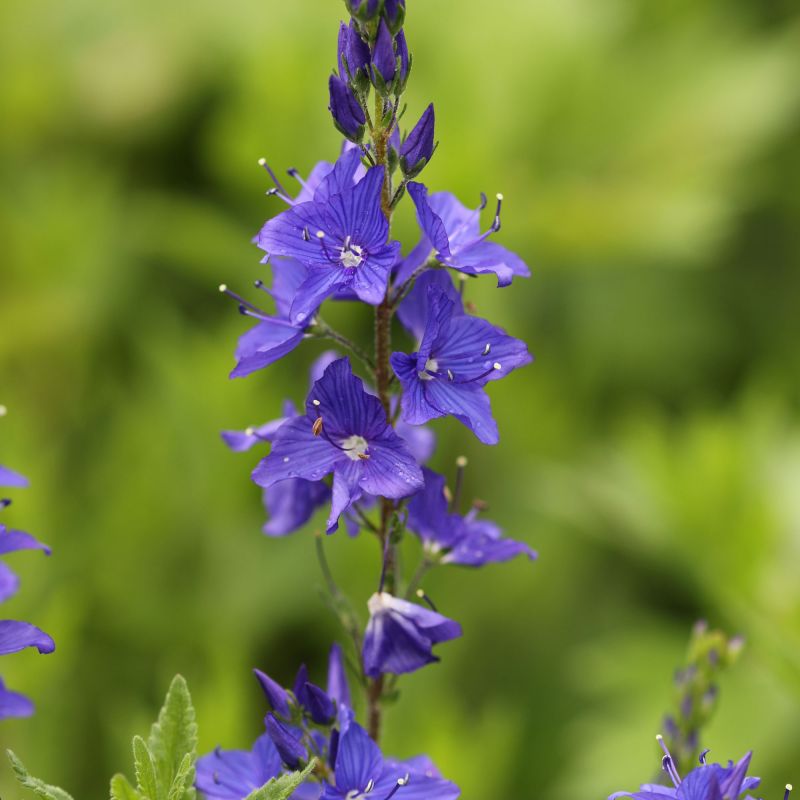 Veronica Austriaca Teucrium Perennial Hero