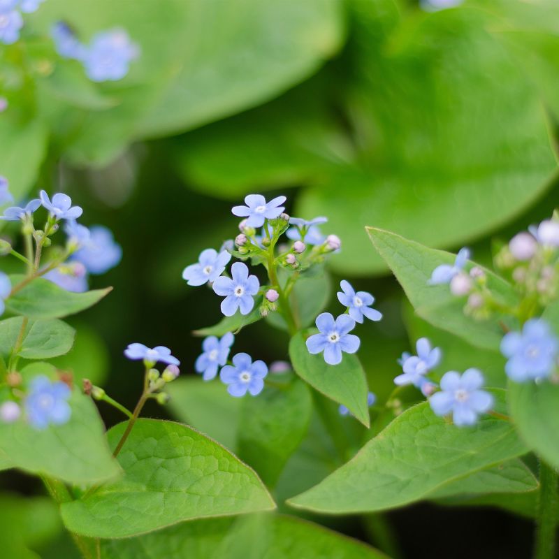 Veronica Beccabunga Perennial Hero