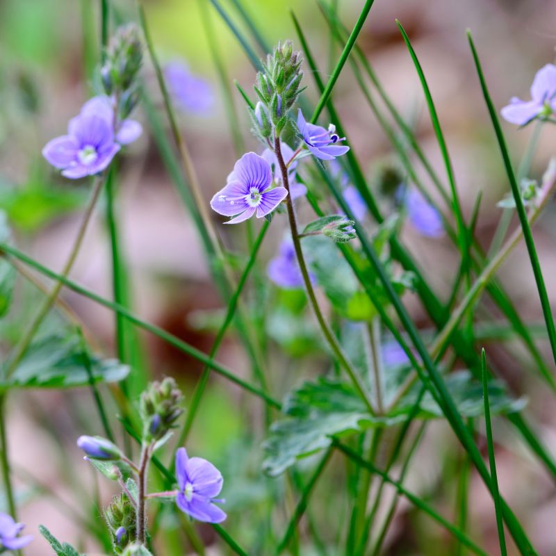 Veronica Chamaedrys Perennial Hero