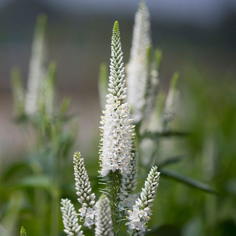 Veronica Longifolia Alba Perennial Hero