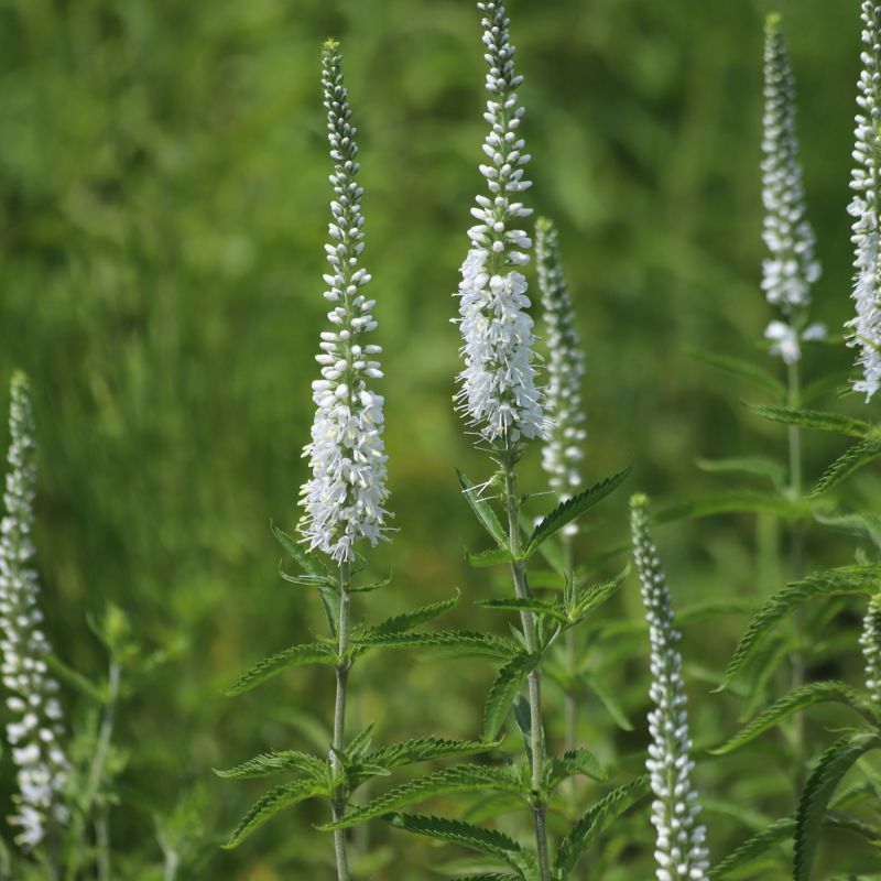 Veronica Longifolia Charlotte Perennial Hero