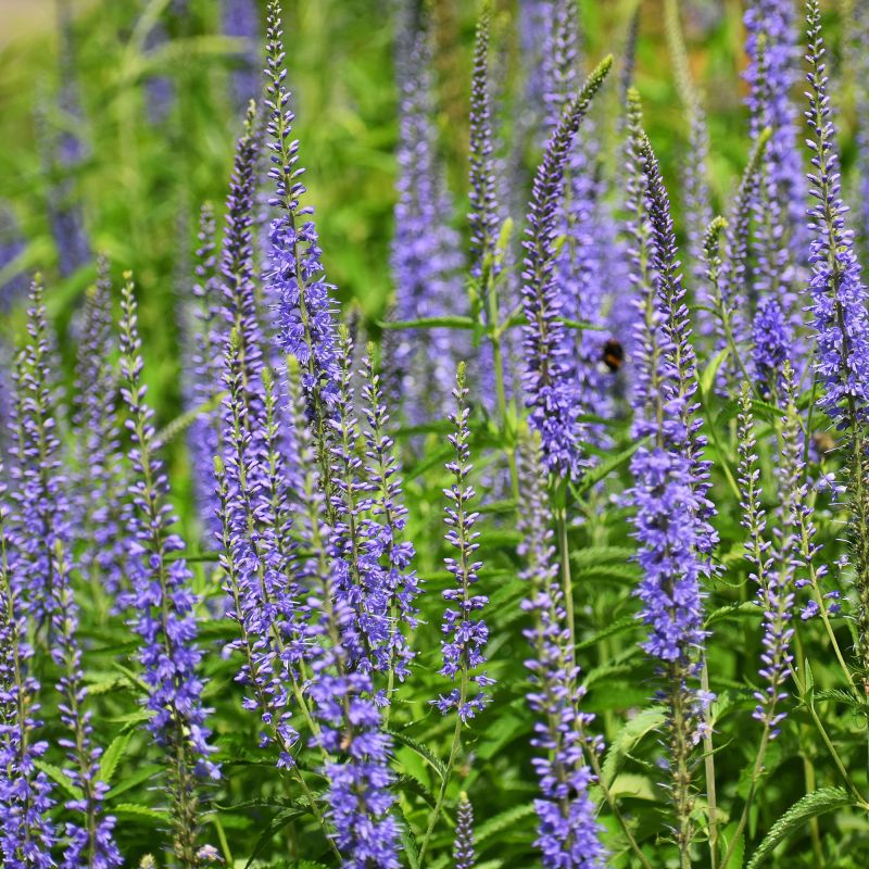 Veronica Longifolia Perennial Hero