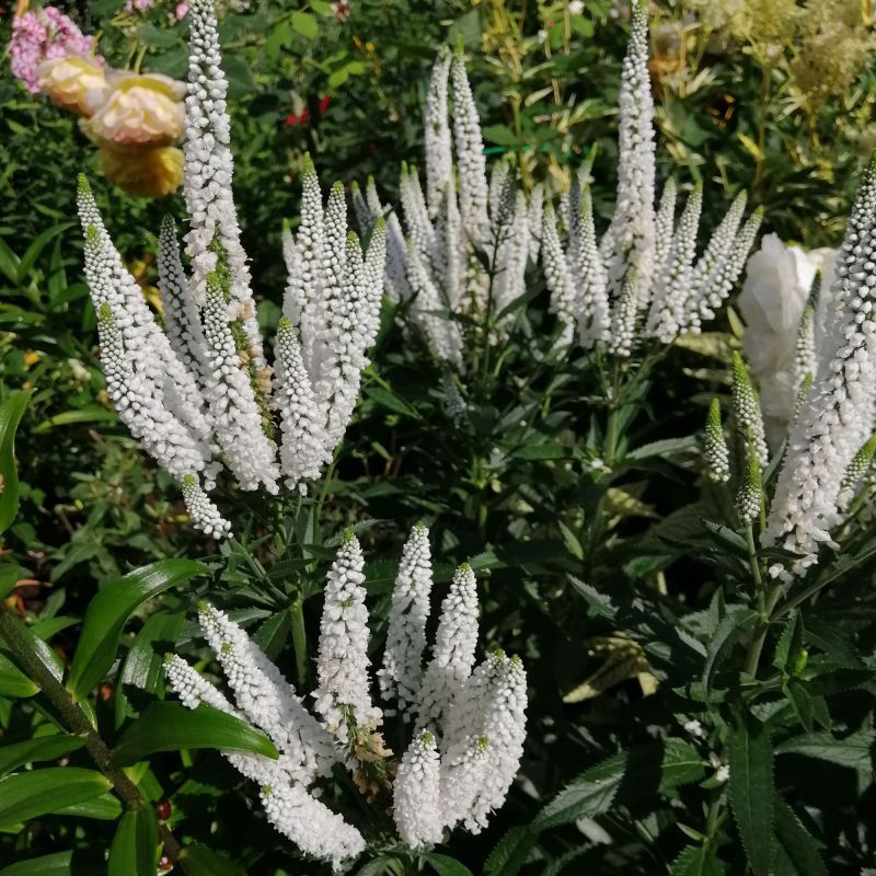 Veronica Longifolia Schneeriesin Perennial Hero