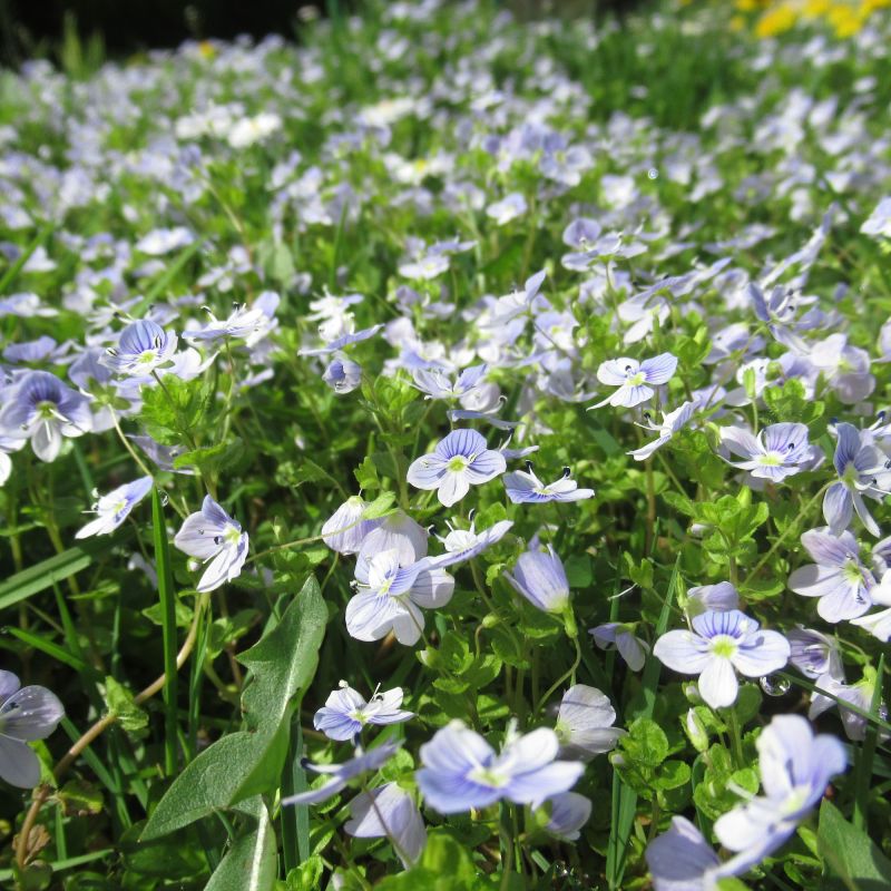 Veronica Madame Mercier Perennial Hero