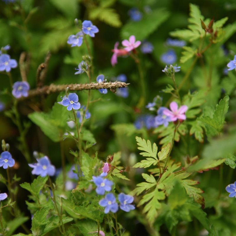 Veronica Peduncularis Georgia Blue Perennial Hero