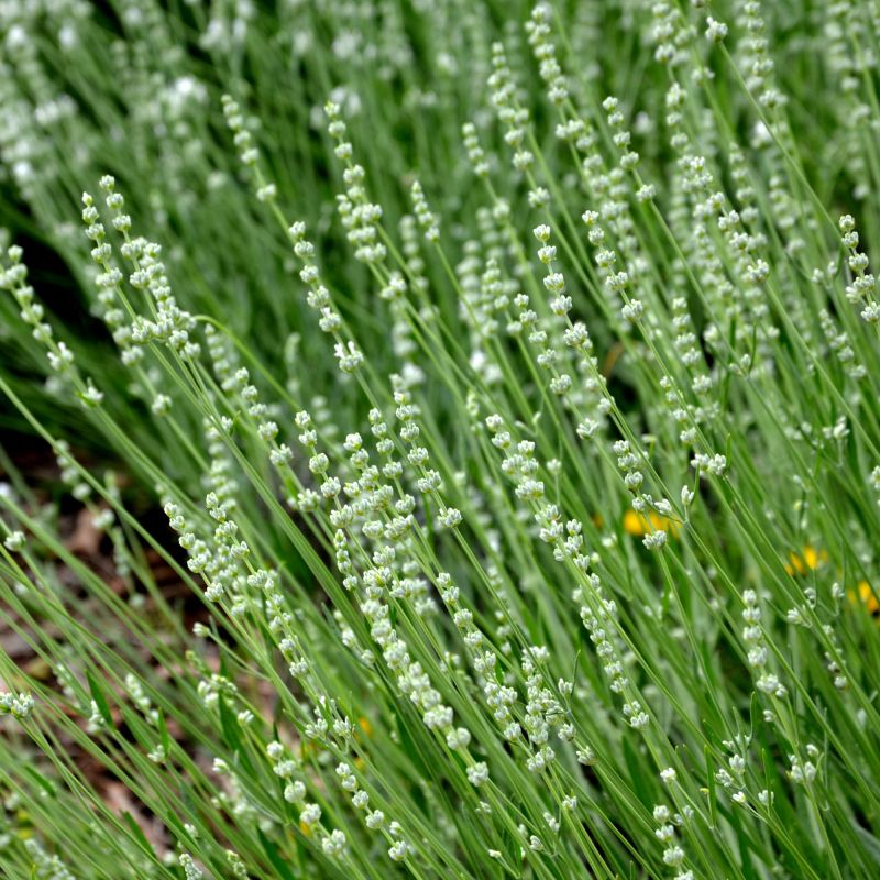 Veronica Spicata Alba Perennial Hero