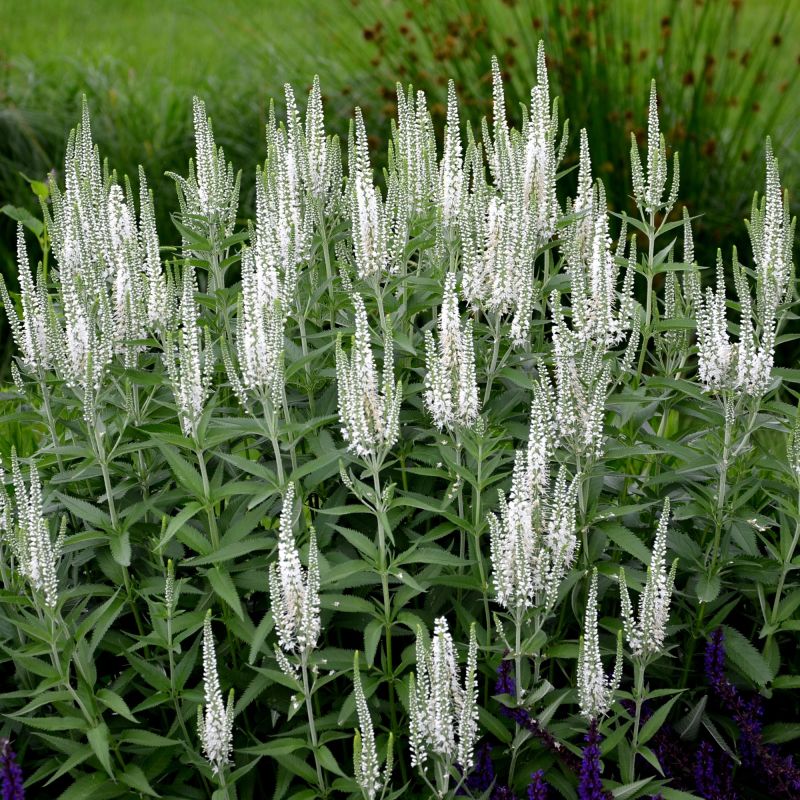 Veronica Spicata Snow Candles Perennial Hero