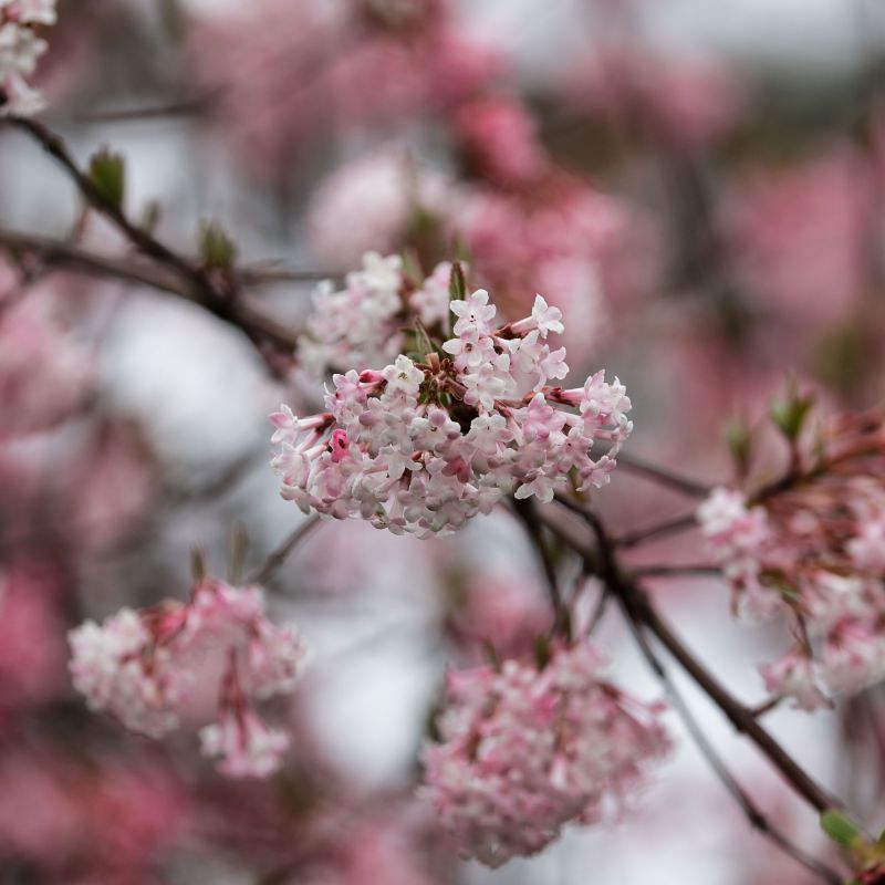 Viburnum Bodantese Dawn Shrub Branch