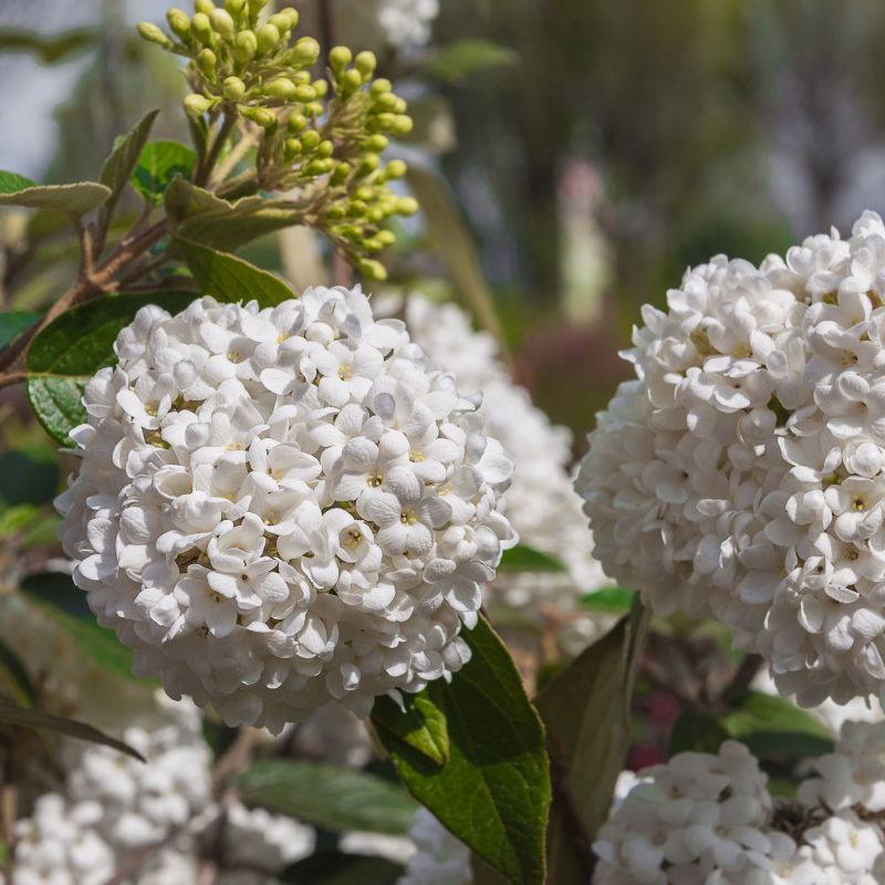 Viburnum Eskimo Shrub Hero