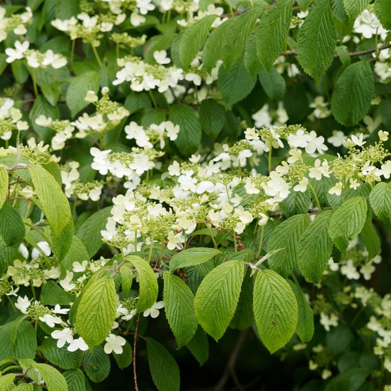 viburnum-fairy-stars-shrub-hero