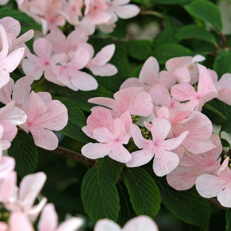 Viburnum-plicatum-Kilimanjaro-Sunrise-hero