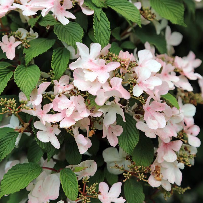 Viburnum Plicatum Pink Beauty Shrub Hero