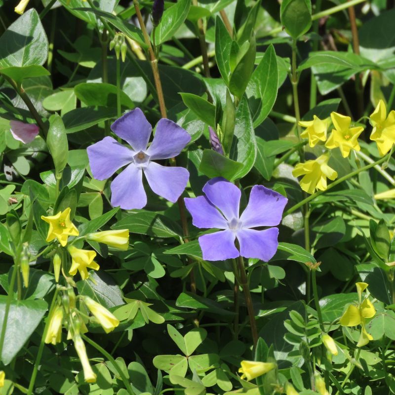 Vinca Major Blue Waves Shrub Hero