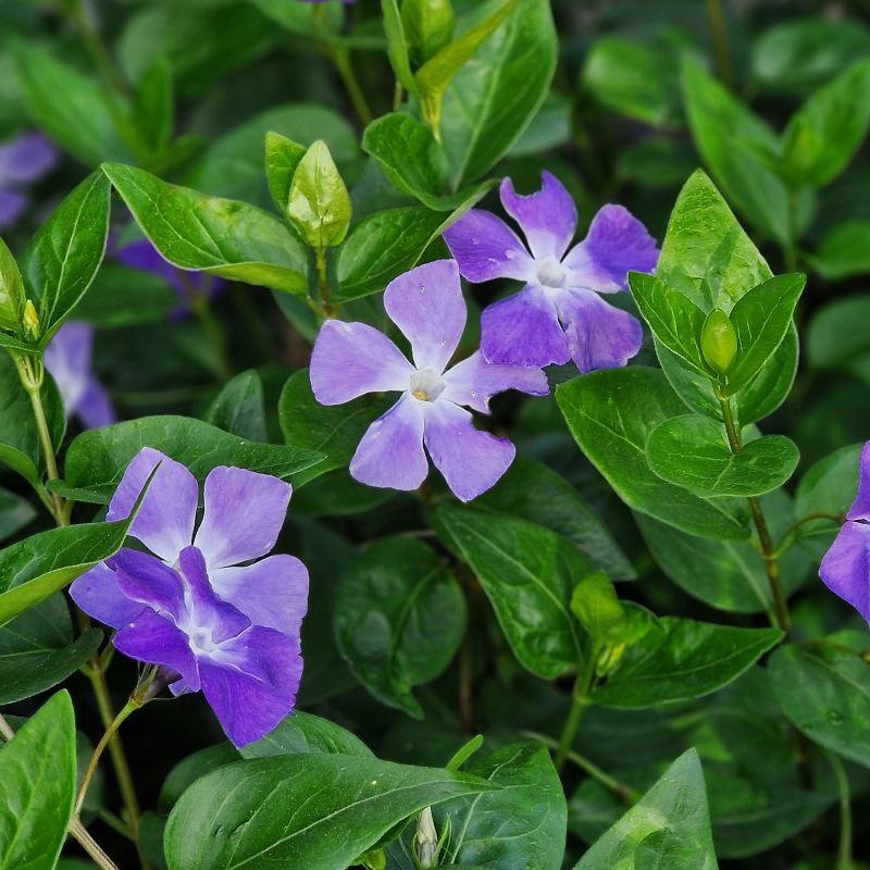 Vinca Major Shrub Hero