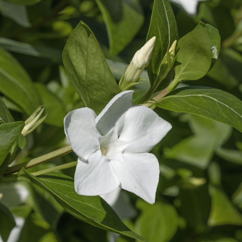 Vinca Minor Alba 2L Pot Shrub Flower Single