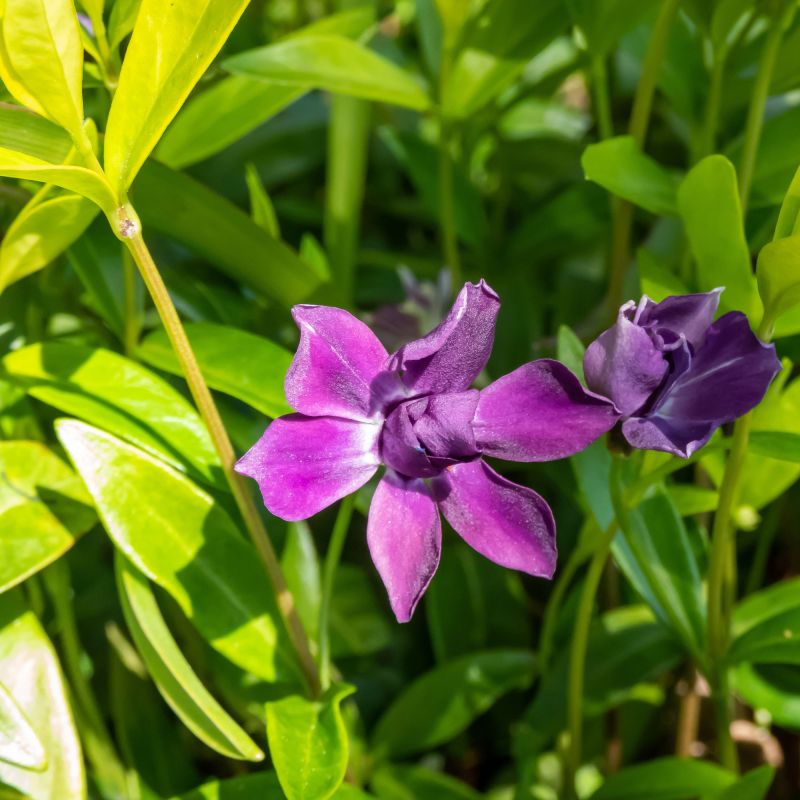 Vinca Minor Atropuperea Perennial Hero