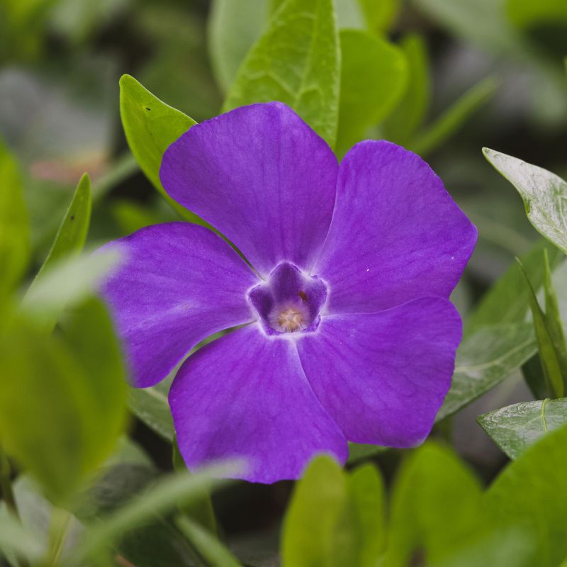 Vinca Minor La Grave Perennial Single