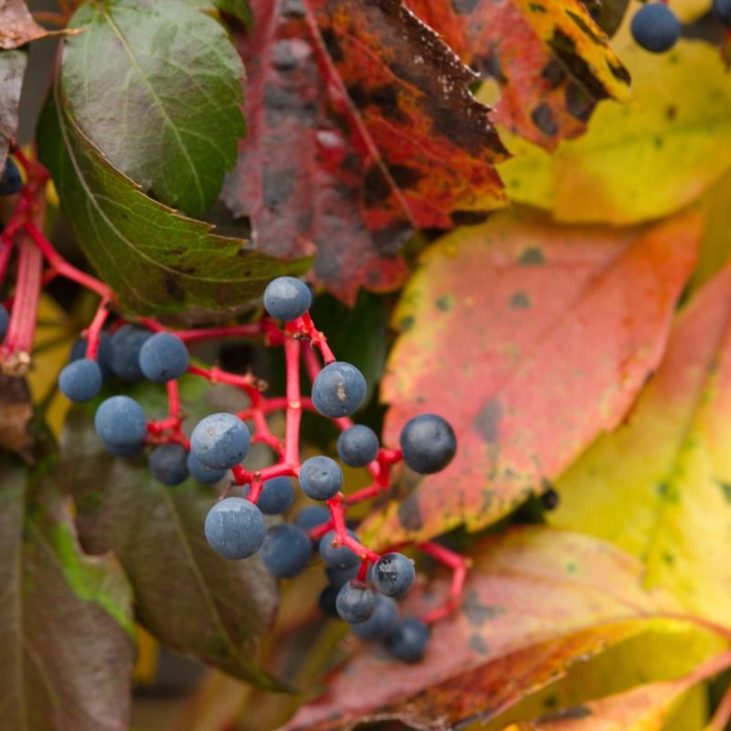 Virginia Creeper Quinquefolia - 3L Pot Hero