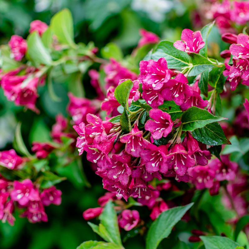 Weigela Florida Bristol Ruby Perennial Hero