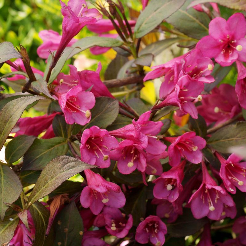 Weigela Florida Minor Black Shrub Close