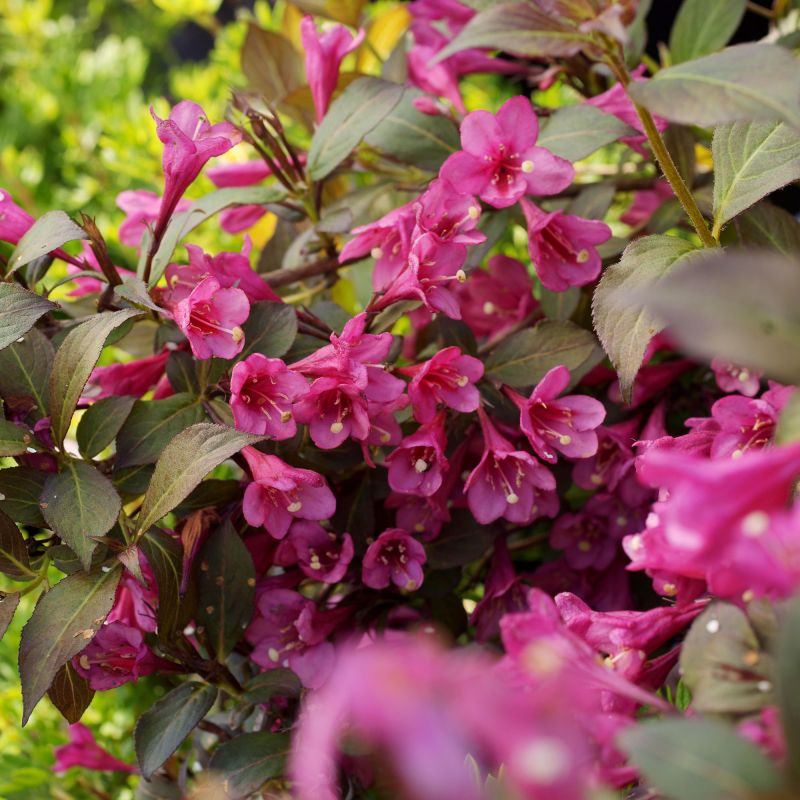 Weigela Florida Minor Black Shrub Hero