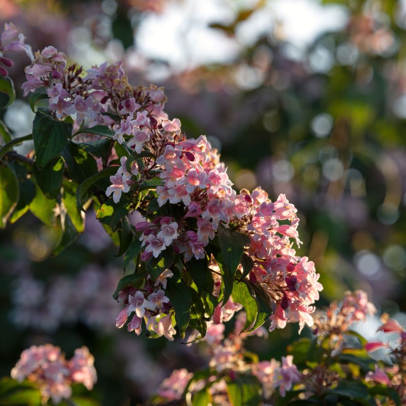 Weigela Florida Pink Poppet Shrub Hero