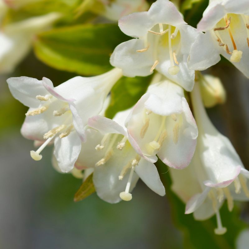 Weigela florida 'Snowflake' - 7.5L Pot hero