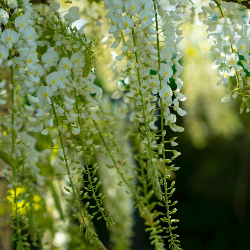Wisteria floribunda longissma alba - 3L Pot hero
