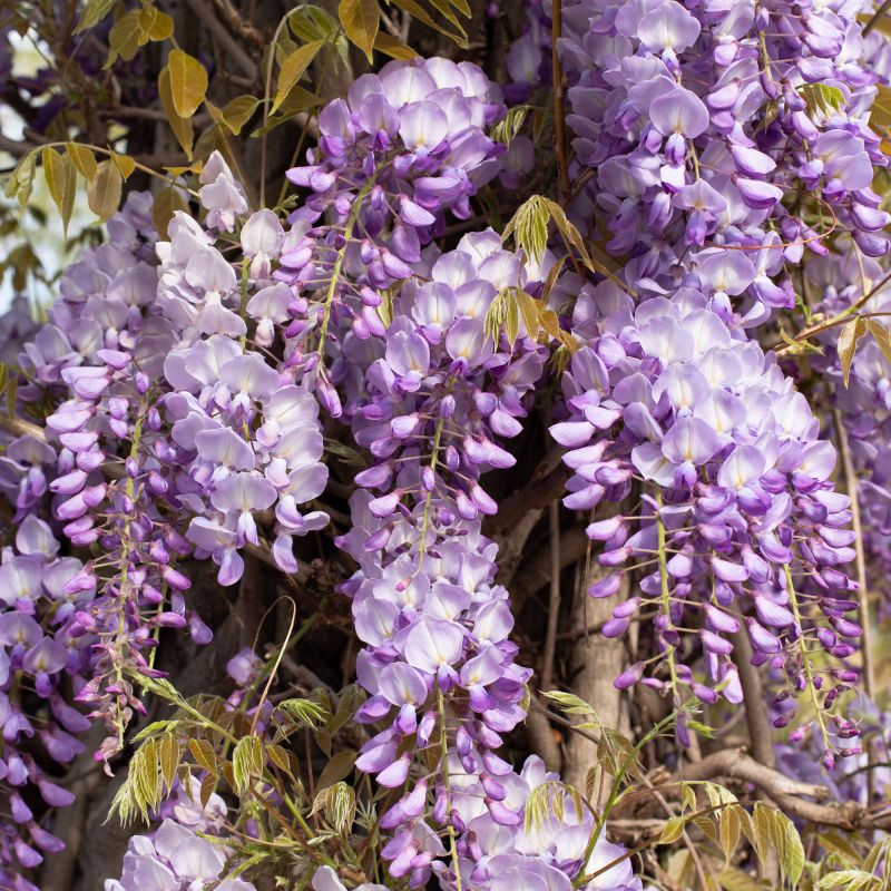 Wisteria Sinensis Prolific Group Hero