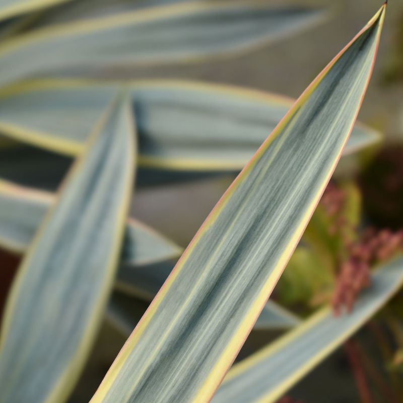 Yucca Gloriosa Variegata Hero
