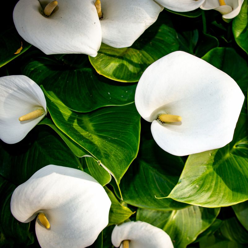. Zantedeschia Aethiopica Perennial Birdseye