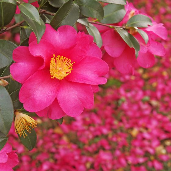 Camellia Japonica Dr King Single Main Image