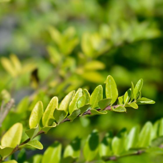 Lonicera Nitida Maigrun 2L Pot Branch
