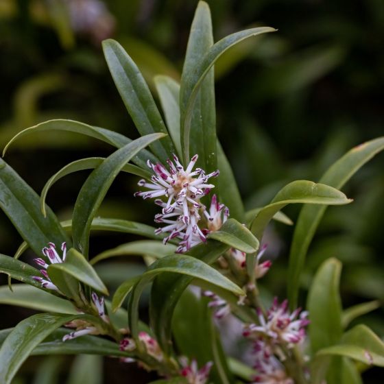 Sarcococca Hookeriana Winter Gem Close Single