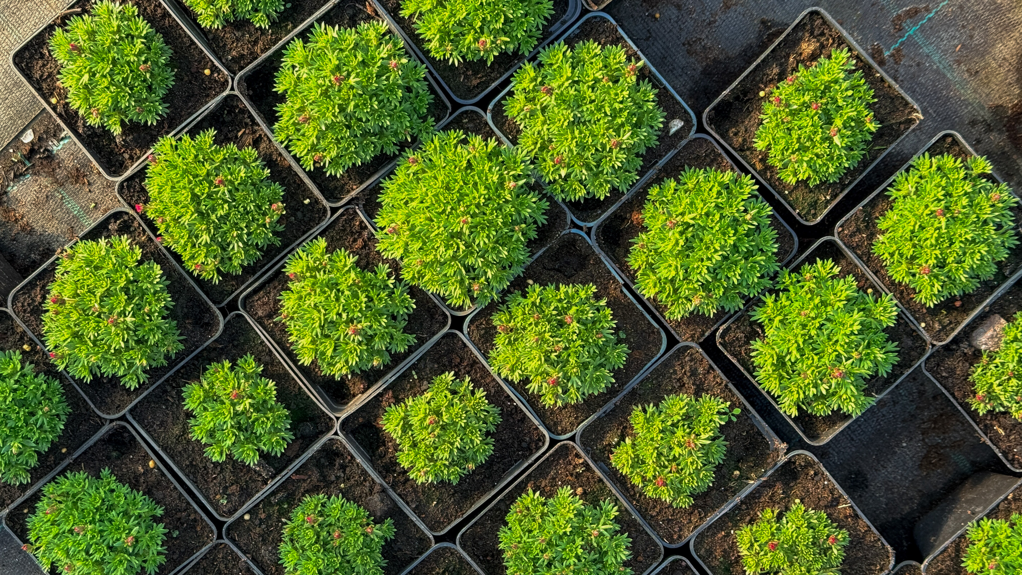 Eco-friendly plant packaging and sustainable growing practices