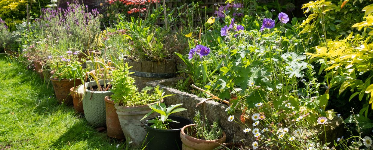 The Best Shrubs for Small Gardens