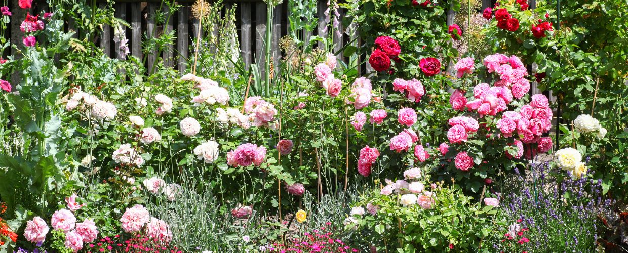 Roses: bush, carpet or climber?