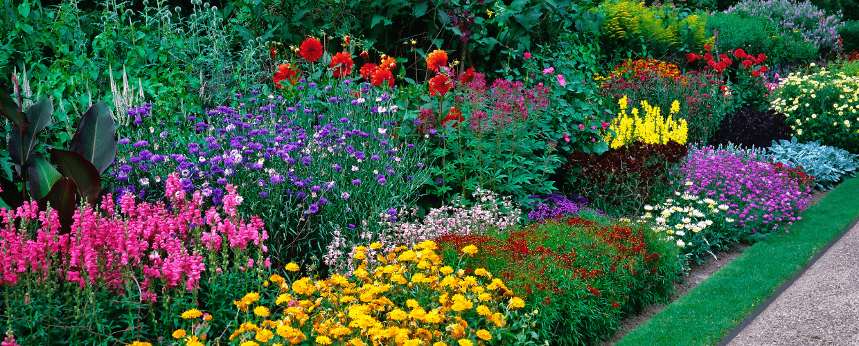 Annual vs Perennial Plants: Differences Explained