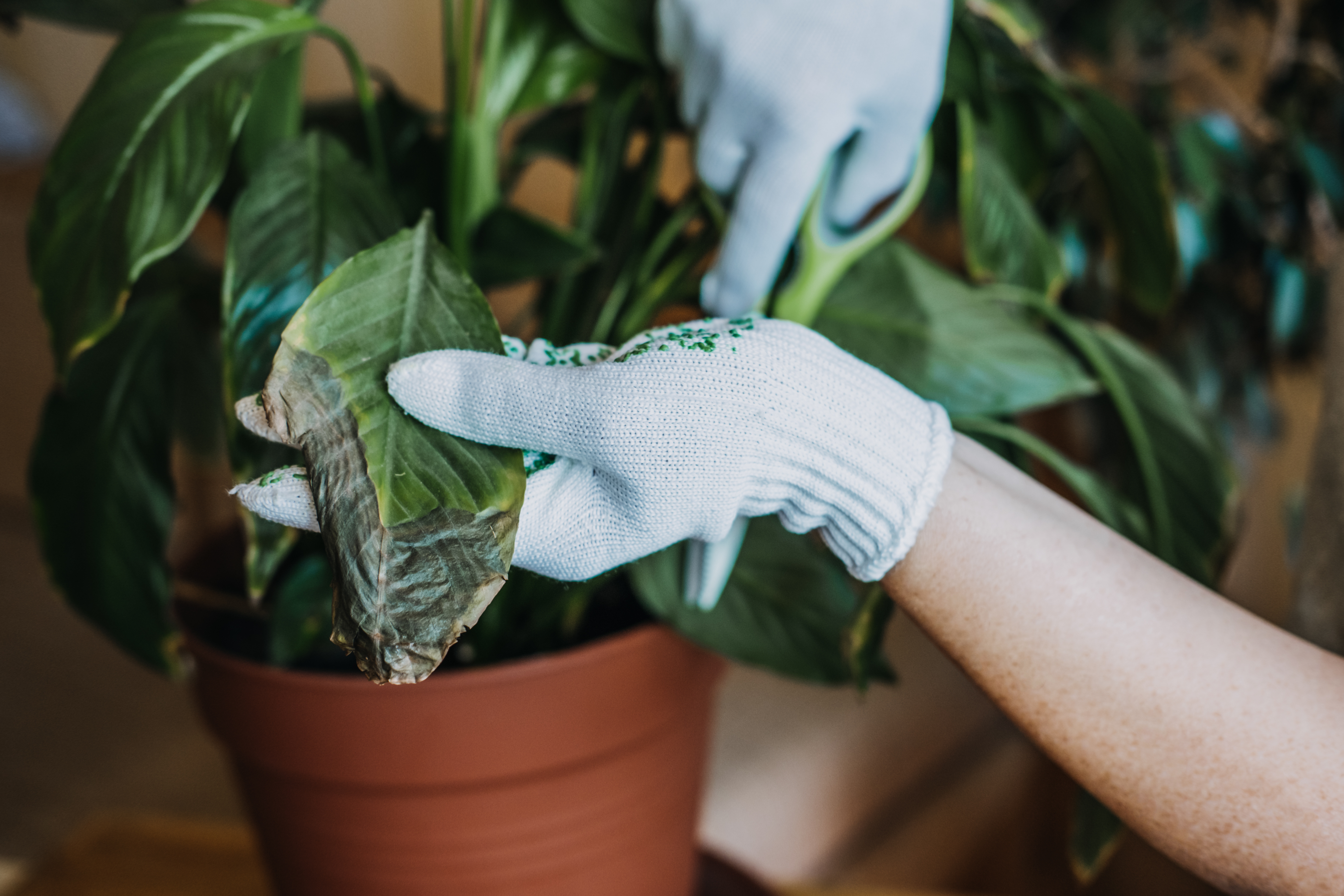 What's Wrong With My Plant? Expert Plant Problem Diagnosis