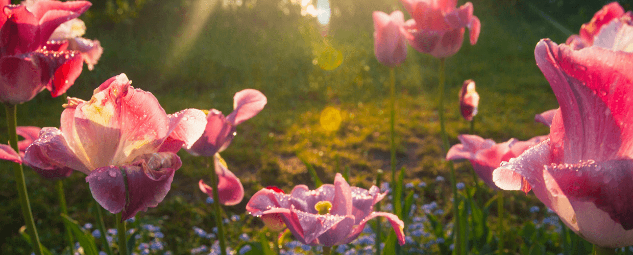 Gardening Jobs for May: Your Complete Guide