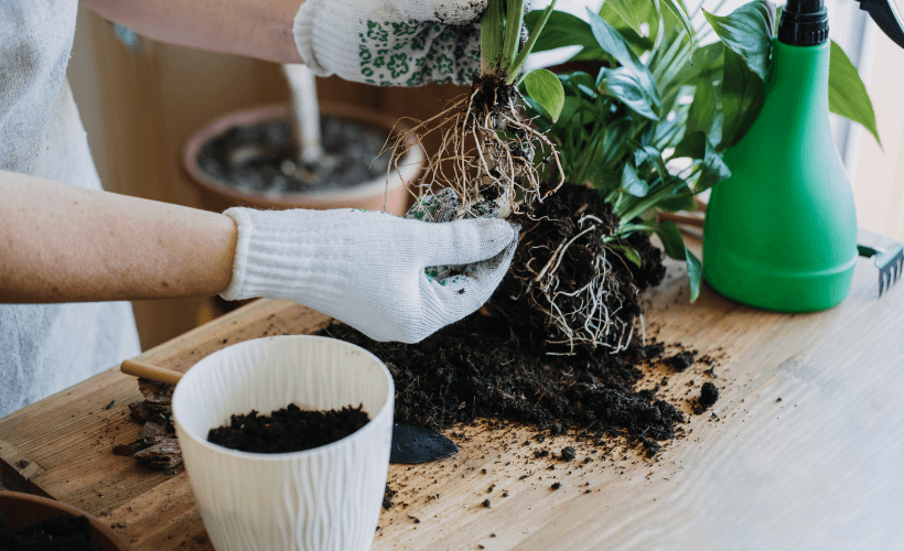 Struggling plant thrive again