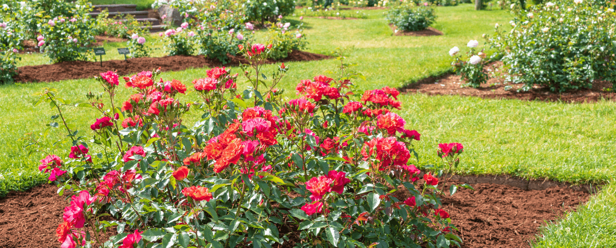 Types Of Roses: How To Choose The Perfect Rose