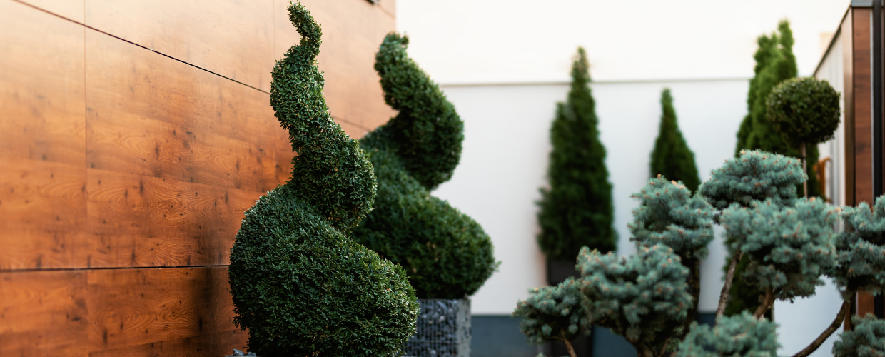 Topiary For Beginners: Guide To Choosing, Growing & Maintaining