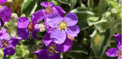 Alpines