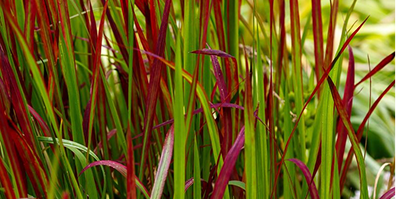 Grasses