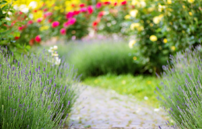 Low-Maintenance Gardening