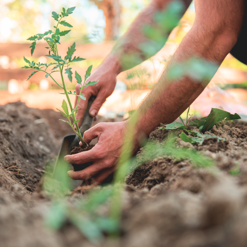 Planting in the garden